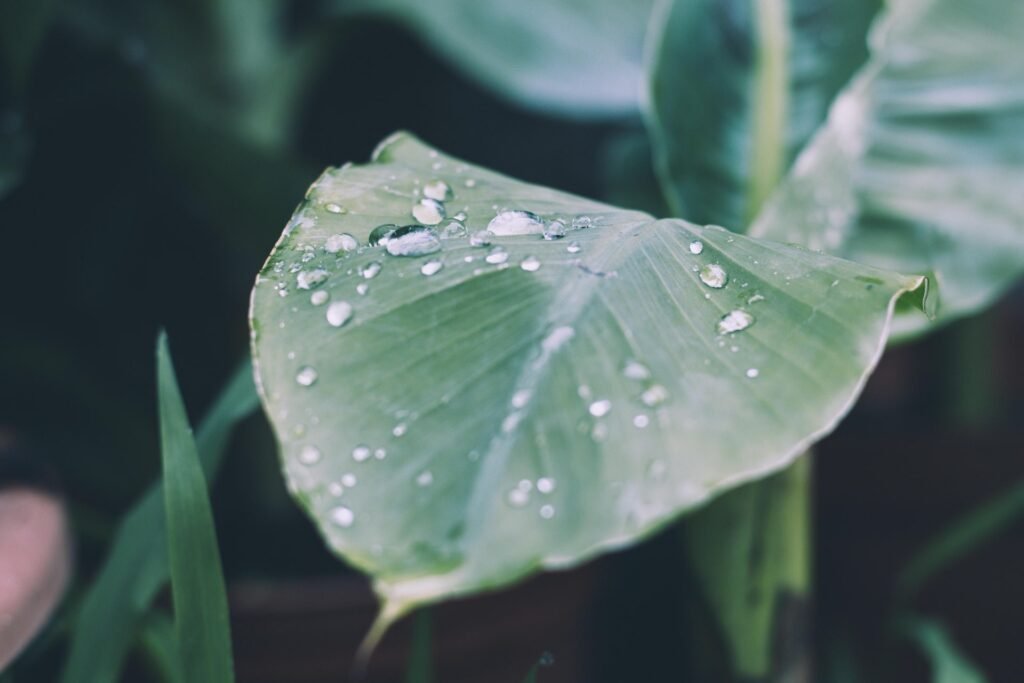 Close-up of a green leaf with raindrops, symbolizing emotional resilience and peace.