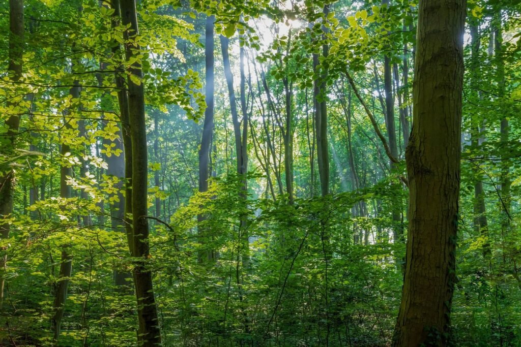 A tranquil forest bathed in sunlight — symbolizing clarity and quiet strength amidst external noise.
